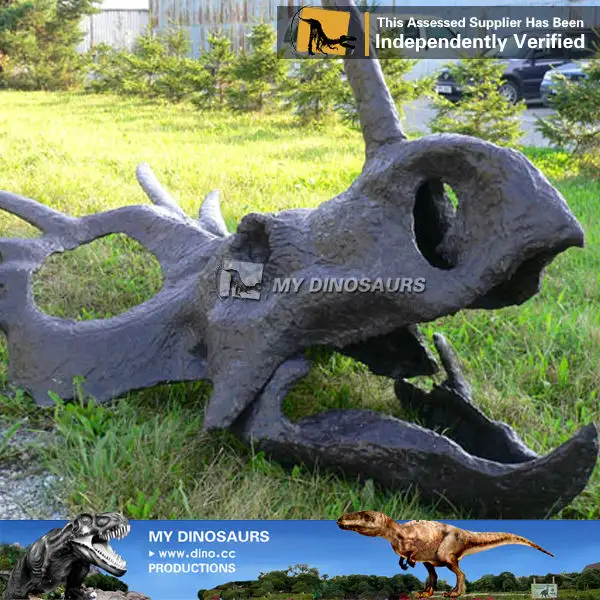 V Fossil von Marokko Vergnügung spark Triceratops Schädel für 3D-Filme