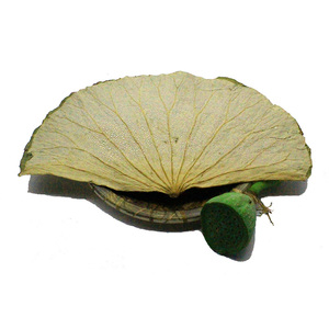 <strong>Lotus</strong> <strong>Leaf</strong> - Product Image 1