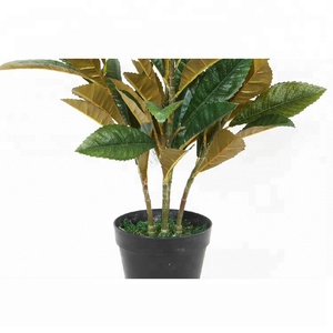 บอนไซประดิษฐ์ Loquat Tree จริงด้วยผลไม้สำหรับตกแต่งบ้านสวน - Product Image 1