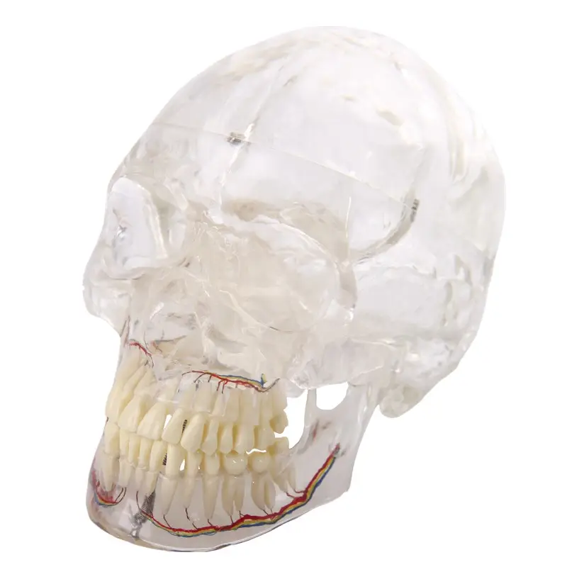 3D歯科および血液および神経モデルを備えた人間の透明な頭蓋骨