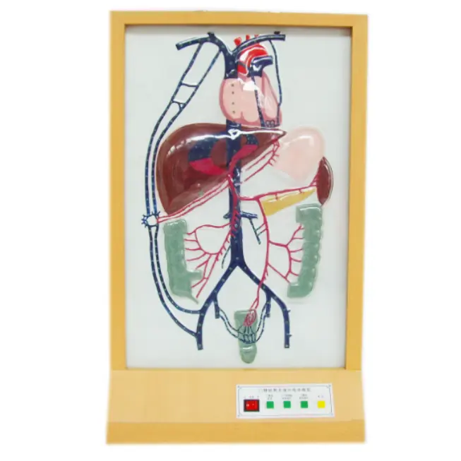 Gelsonlab HSEM-023 Elettrico Il portale vena e collaterali modello di circolazione