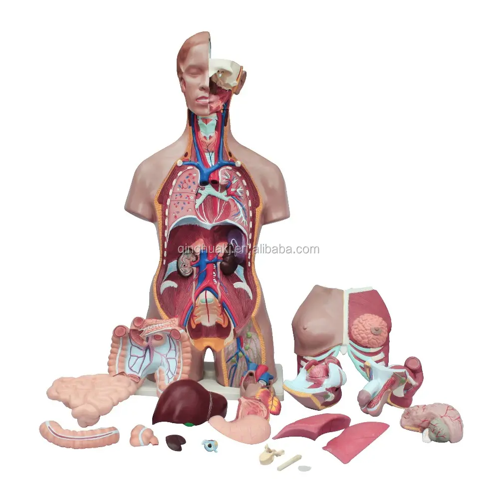 Yüksek kaliteli öğretim anatomik 85 cm 24 parça unisex torso modeli insan erkek ve kadın torso modeli