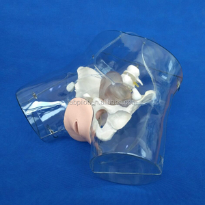 臨床人工妊娠中止トレーニングモデル、現実的な子宮解剖学