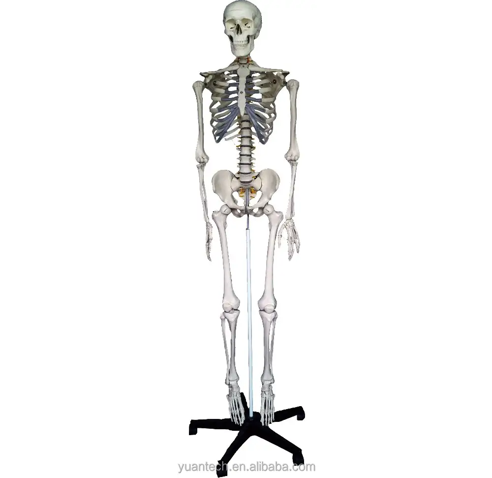 YA/L011 giocattolo modello scheletro in plastica umana di dimensioni naturali alto 175cm