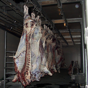 Halal Bò Thịt Cừu Thiết Bị Chế Biến Cho Butcher Abattoir - Product Image 5