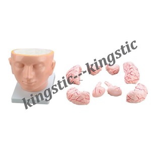 Gehirn mit Arterien auf Kopf (9 teile), Medical Anatomie Brain Modell - Product Image 2
