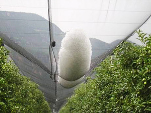 Ultimo Stile HDPE Apple Tree Anti Grandine Netto per L'agricoltura - Product Image 3
