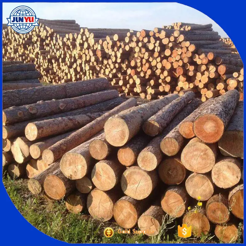 30cm + diameter 6 meter length radiation pine logs for sale