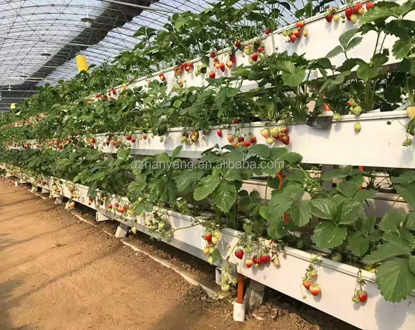 Matériel d'agriculture en film plastique à une couche, tunnel composé de tunnel, serre agricole pour la tamato et la plantation de fraises