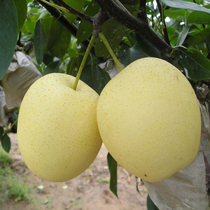 Selling Delicious Crown <strong>Pear</strong> From China