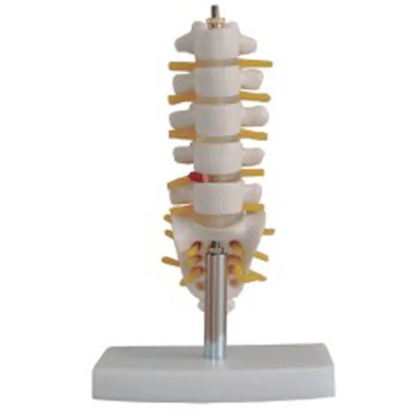 ADA-A1019 ciência médica lombar coluna vertebra e cauda vertebrae modelo de anatomia humana