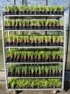 CC 滚动集装箱丹麦手推车 cc 花架花车推车购物车温室运输手推车花展示架