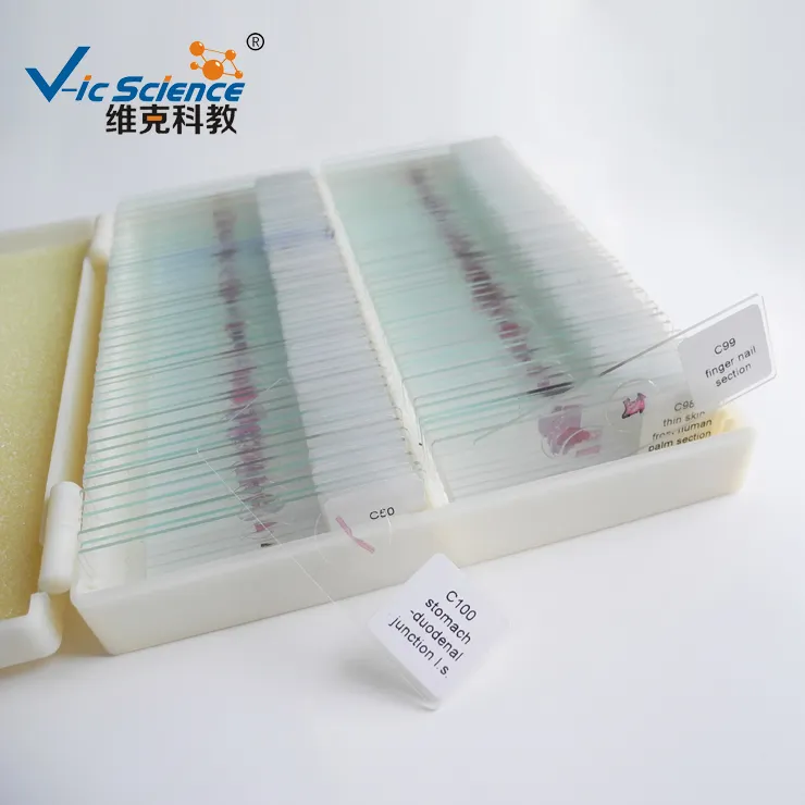 Quality Human Teaching Microscope Histology Prepared Slides (100種類)