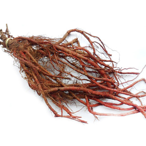<span class=keywords><strong>Salvia</strong></span> miltiorrhiza <span class=keywords><strong>P.E.</strong></span> ダンシェン根エキスを抽出