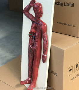 Plastic 3D <strong>Human</strong> Lymphatic Circulation System Anatomy Model - Product Image 3