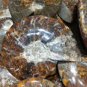 Ammonite de caracol de jade natural venda quente