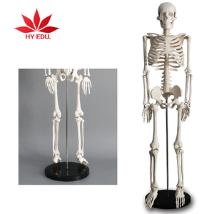 Science 85cm Human Life Size of the Human Skeleton <strong>Model</strong> Teaching Anatomy <strong>Kit</strong> <strong>Model</strong> - Product Image 2