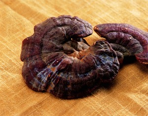 बेहतर पौधों के अर्क Reishi मशरूम पाउडर Ganoderma Lucidum खोल टूट बीजाणु पाउडर - Product Image 3