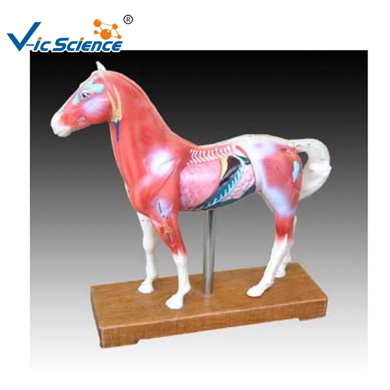 Venta caliente modelos animales caballo acupuntura modelo de enseñanza