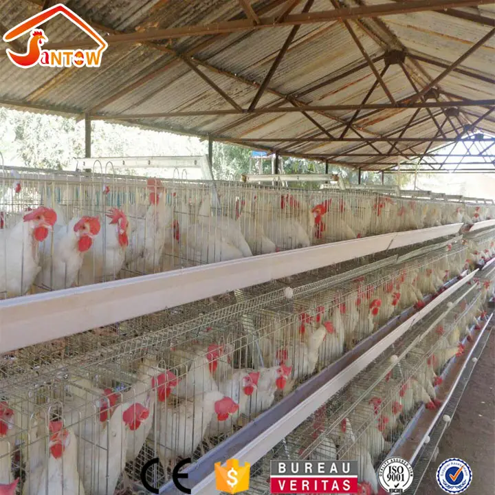 Galvanizado de malla de alambre de pollo capa jaula Q235 de acero estándar Nacional de Aves de corral de la batería que jaula para África del sur granja