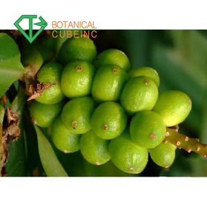 สารสกัดจากผลไม้ sharpleaf galangal Fructus alpiniae oxyphyllae - Product Image 6