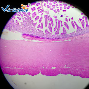 Biologie unterricht Tier histologie Mikroskop vorbereitet Glas Objektträger Hund glatte Muskel T.S. Histologie Objektträger - Product Image 2
