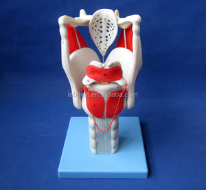 高度なLarynx構造と関数モデル - Product Image 2