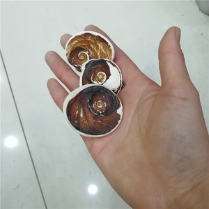 Natural Marine Shell <strong>Fossils</strong> Stone Conch <strong>Fossils</strong> for Sale