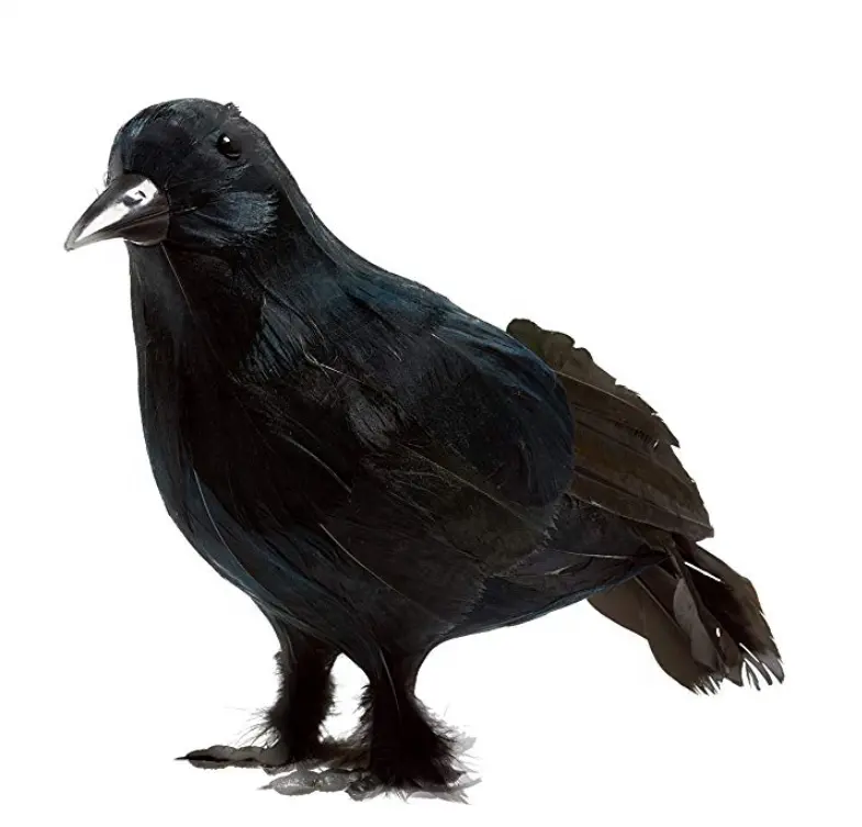 Ravens com pena assustador de pé, pássaros voadores, realista, penas, preto