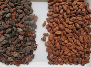 Máquina de procesamiento de granos de cacao secos RGB automatizada CCD máquina clasificadora de color de granos de cacao - Product Image 4