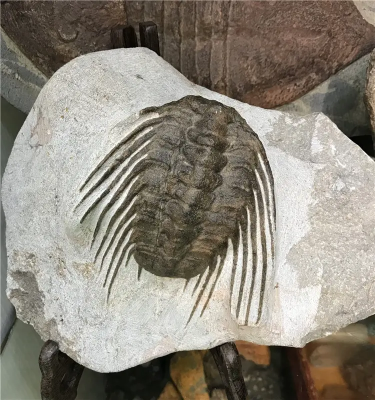 Fósil Natural de Trilobite para decoración, especímenes, venta al por mayor