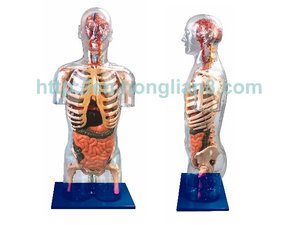 Medical Science <strong>Human</strong> Body Torso <strong>Human</strong> Anatomical Model - Product Image 3