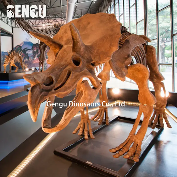 Para dinossauro interno show dinossauro esqueleto simulado de triceratops