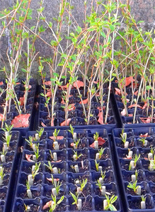 נ. ב. לשימוש חוזר 28 התחלה זרע צמח לגדול מגשי פלסטיק תא התפשטות - Product Image 6