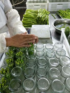The Best-selling High-quality, Delicious and Fresh Green <strong>Asparagus</strong>, Canned in 370ml Glass Bottles.