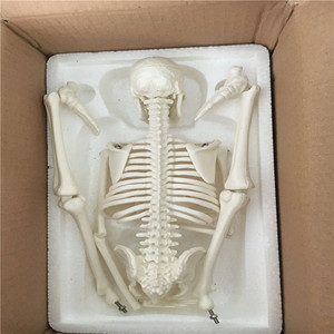 ADA-A1006 PVC insan vücudu iskelet modeli 42cm anatomik tıp bilimleri Model beyin okullar için - Product Image 5