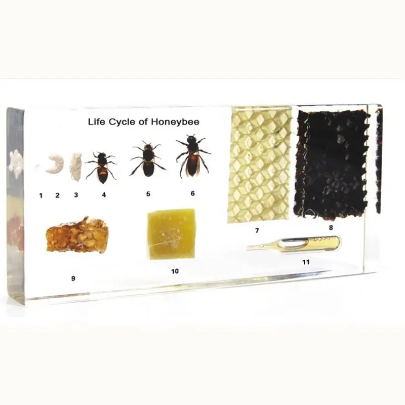 Qianfan ciclo de vida de abeja acrílico enseñanza espécimen