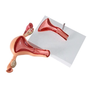 Eğitim ve eğitim için Normal insan anatomik Uterus modeli yaşam benzeri manken - Product Image 2