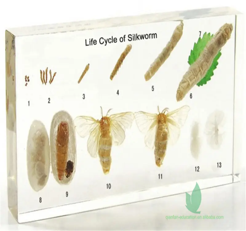 Qianfan Life Cycle of Silkworm Teaching Embedded Specimen