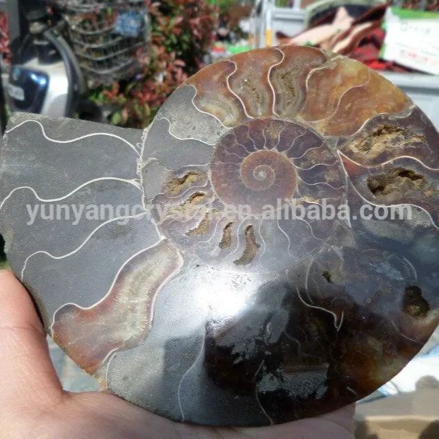 Natural Conch Polished Jade Pattern Ammonite Fossil zu verkaufen