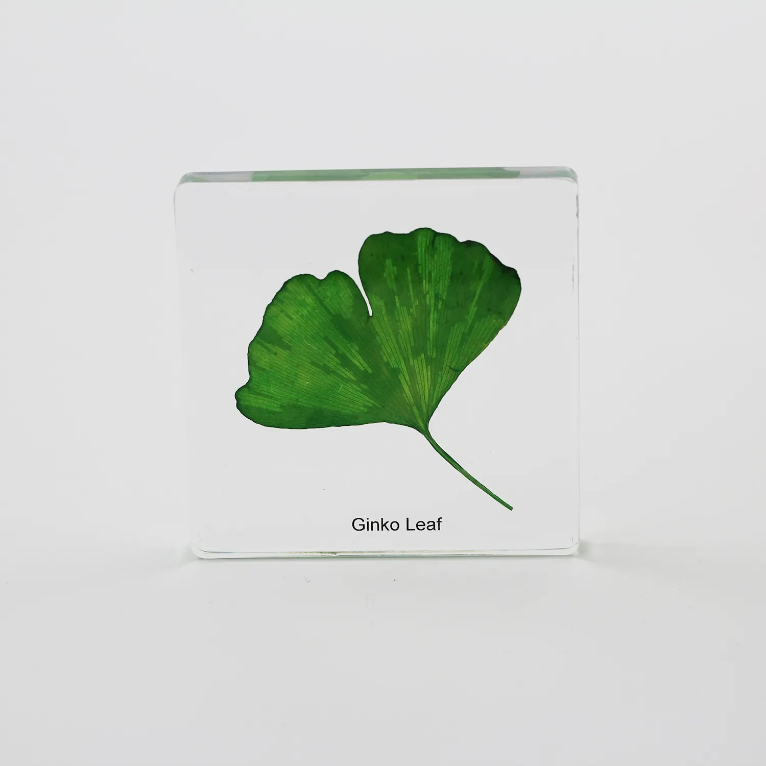 Feuille de Ginko botanique encastrée, résine plastique transparente, poids très épais