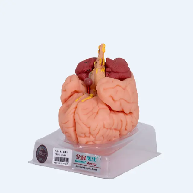GD/A18201ゼネラルドクター解剖学的脳モデル