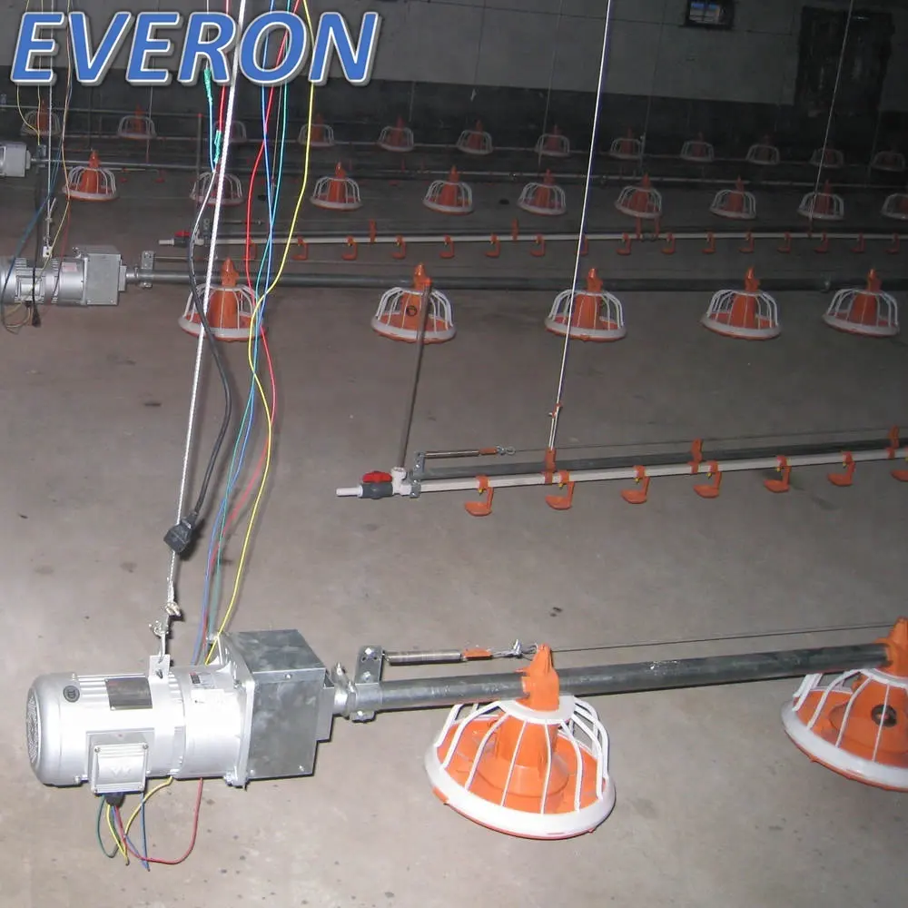 Shandong Everon Series Automatic Chicken Feeding System