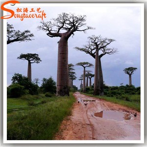 ต้นไม้ Baobab ยักษ์สำหรับขายต้น Baobab สำหรับภูมิทัศน์ - Product Image 3