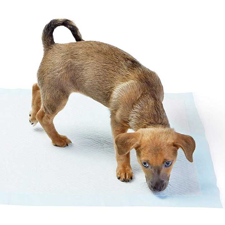 Free sample factory  dog treadmill regular pet dog and puppy training pads with factory price