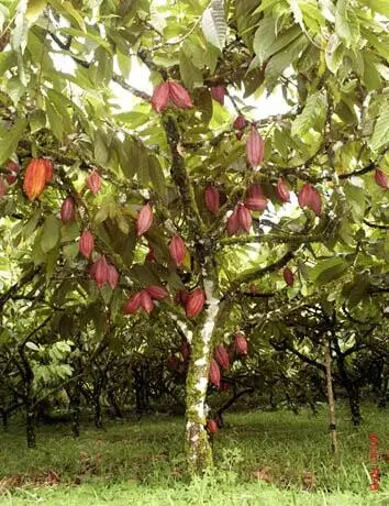 Alta calidad barato artificial decorativa de madera de árbol de cacao