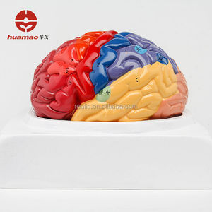 Modello di Cervello umano con funzionale regione dipinto a colori - Product Image 1