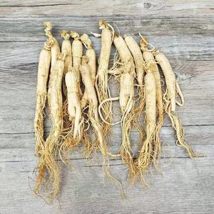 Erkekler için ücretsiz örnek Ginseng doğal toplu Panax Ginseng faydaları - Product Image 4
