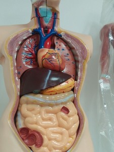 ADA-A1040 Medical Science Model <strong>Human</strong> Body Simulation Male Torso Anatomy - Product Image 3