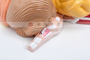 Modello di Cervello umano con funzionale regione dipinto a colori - Product Image 6